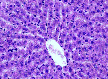 Histopathology, Cytology & Fluid Analysis at Vet Central Lab Philippines