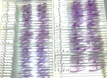 Histopathology, Cytology & Fluid Analysis at Vet Central Lab Philippines