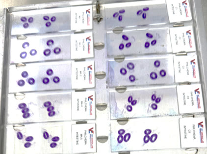 Histopathology, Cytology & Fluid Analysis at Vet Central Lab Philippines
