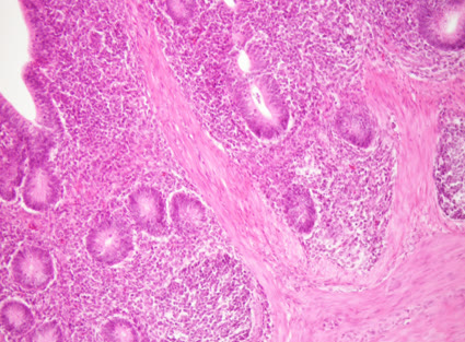 Histopathology, Cytology & Fluid Analysis at Vet Central Lab Philippines
