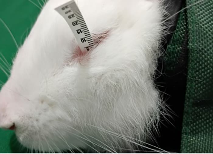 Laboratory Animal Research Facility at Vet Central Lab Philippines