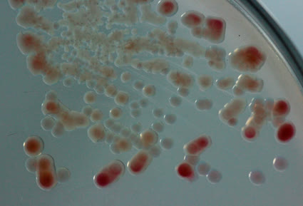Microbiology at Vet Central Lab Philippines