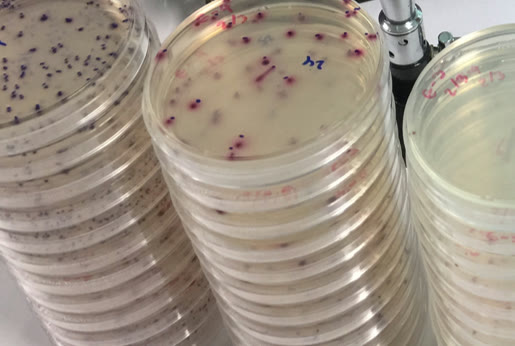 Microbiology at Vet Central Lab Philippines