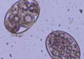 Parasitology at Vet Central Lab Philippines