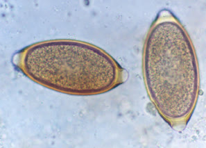 Parasitology at Vet Central Lab Philippines