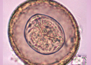 Parasitology at Vet Central Lab Philippines