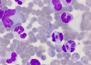 Parasitology at Vet Central Lab Philippines