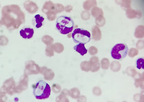 Parasitology at Vet Central Lab Philippines