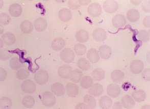 Parasitology at Vet Central Lab Philippines
